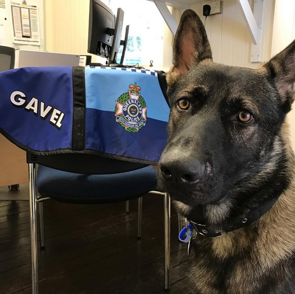 O cãozinho Gavel foi reprovado para trabalhar na polícia por ser muito amável (Foto: Reprodução / Instagram)