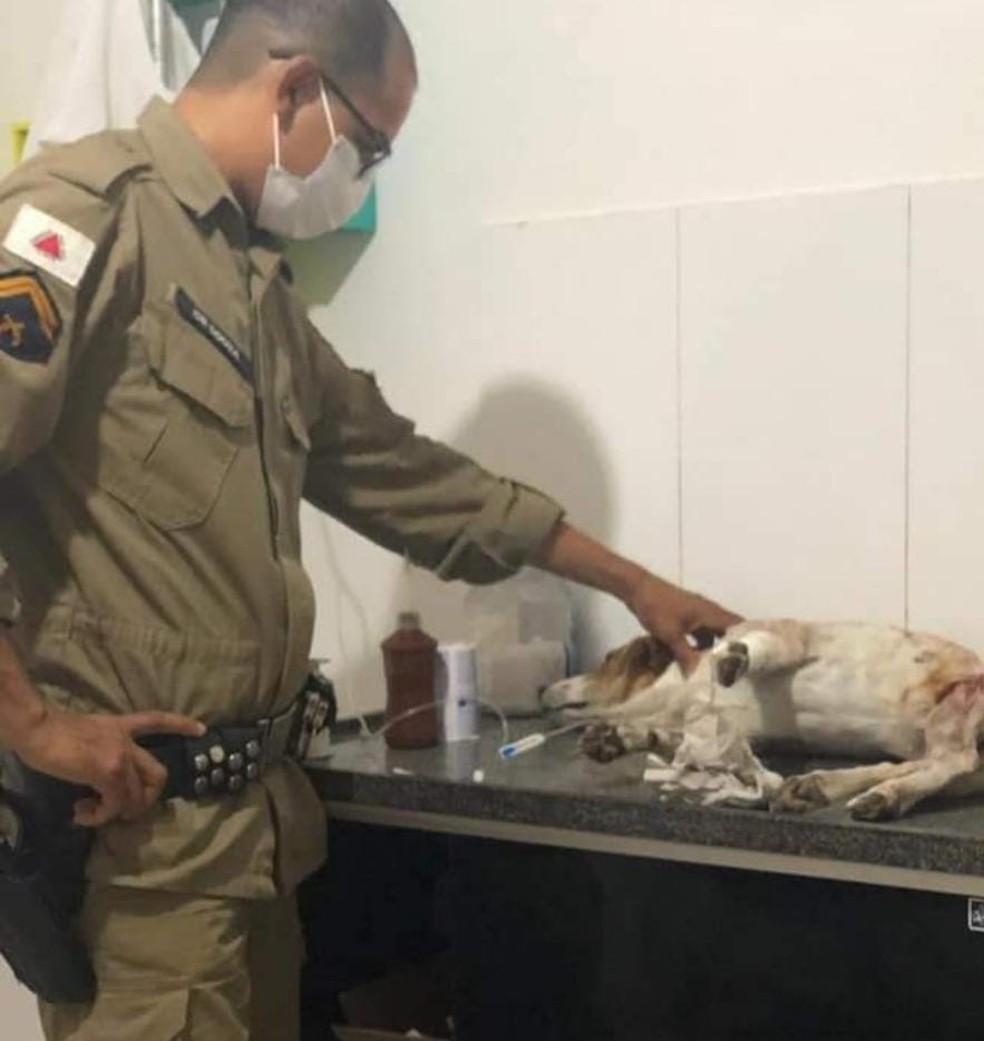 Cão foi socorrido por PM e levado para uma clínica em Montes Claros — Foto: Arquivo pessoal
