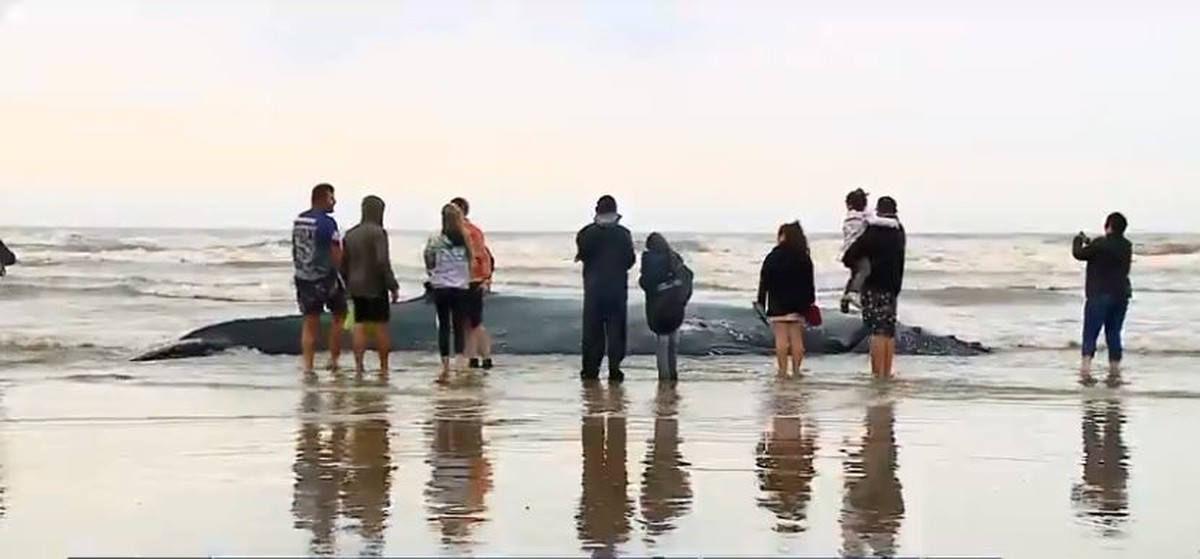 Environ 20 baleines ont été enterrées en 2 ans dans la ville où la baleine à bosse s’est échouée en SC |  Santa Catarina