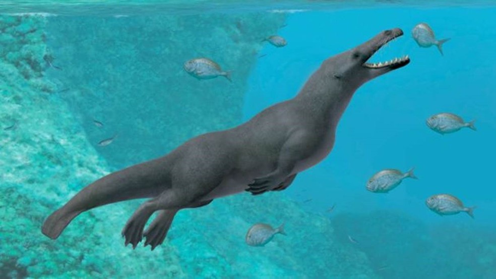 O fóssil encontrado no Peru é o único de uma baleia quadrúpede descoberta na América do Sul até o momento. — Foto: Alberto Gennari/BBC
