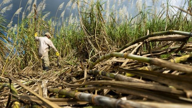 BBC - Decreto gerou resistência entre os produtores de cana do Brasil (Foto: Getty Images via BBC News)