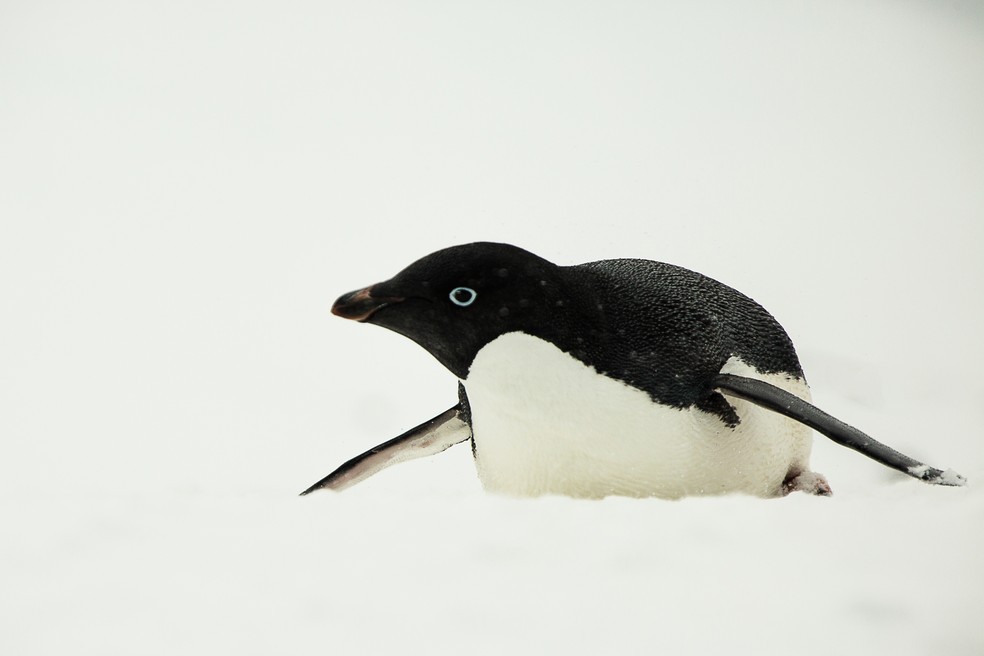 Pinguin de Adélia, espécie encontrada na Antártica (Foto: Marcelo Jatobá/UnB)