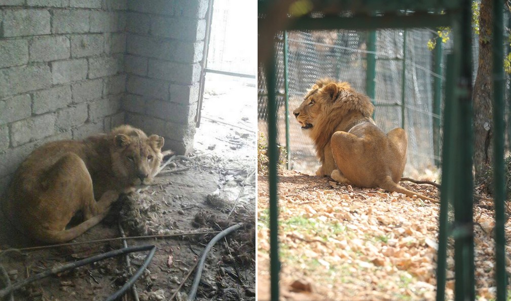 Antes e depois do Simba, leão resgatado pela ONG 'Four Paws' em Mossul (Foto: Reprodução/Mossul Eye/Twitter)