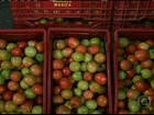 Produtores de tomate do Paraná estão desanimados com a safra