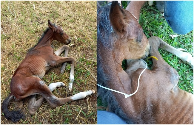 Égua e potro de 9 dias são resgatados em situação de maus-tratos em Catanduva