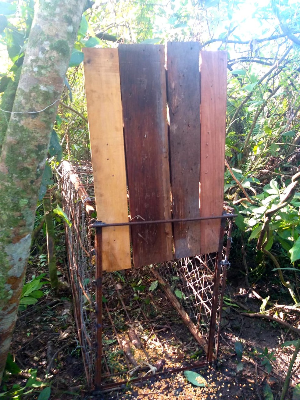 Jaulas foram localizadas e apreendidas — Foto: Polícia Ambiental