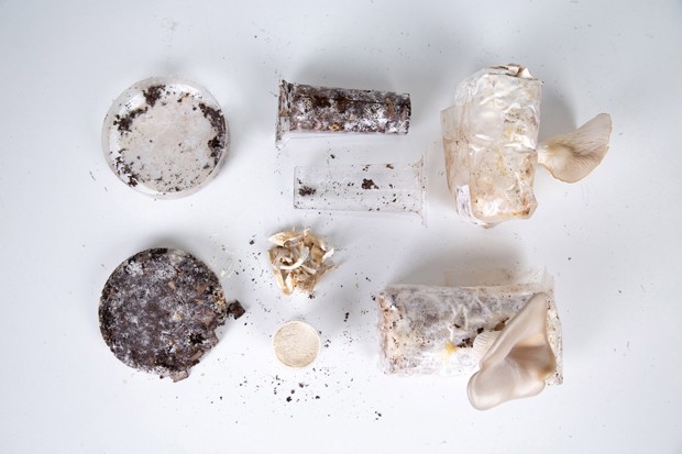 Designer desenvolve sistema para cultivar cogumelos em borra de café (Foto: Divulgação)