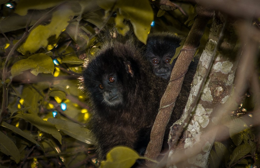 Guigó macho é flagrado com filhote. (Foto: Vlamir Bastos/VC no TG)
