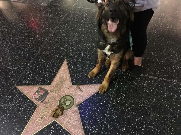 Fezes de um cachorro na estrela de Donald Trump na Calçada da Fama (Foto: Reprodução)
