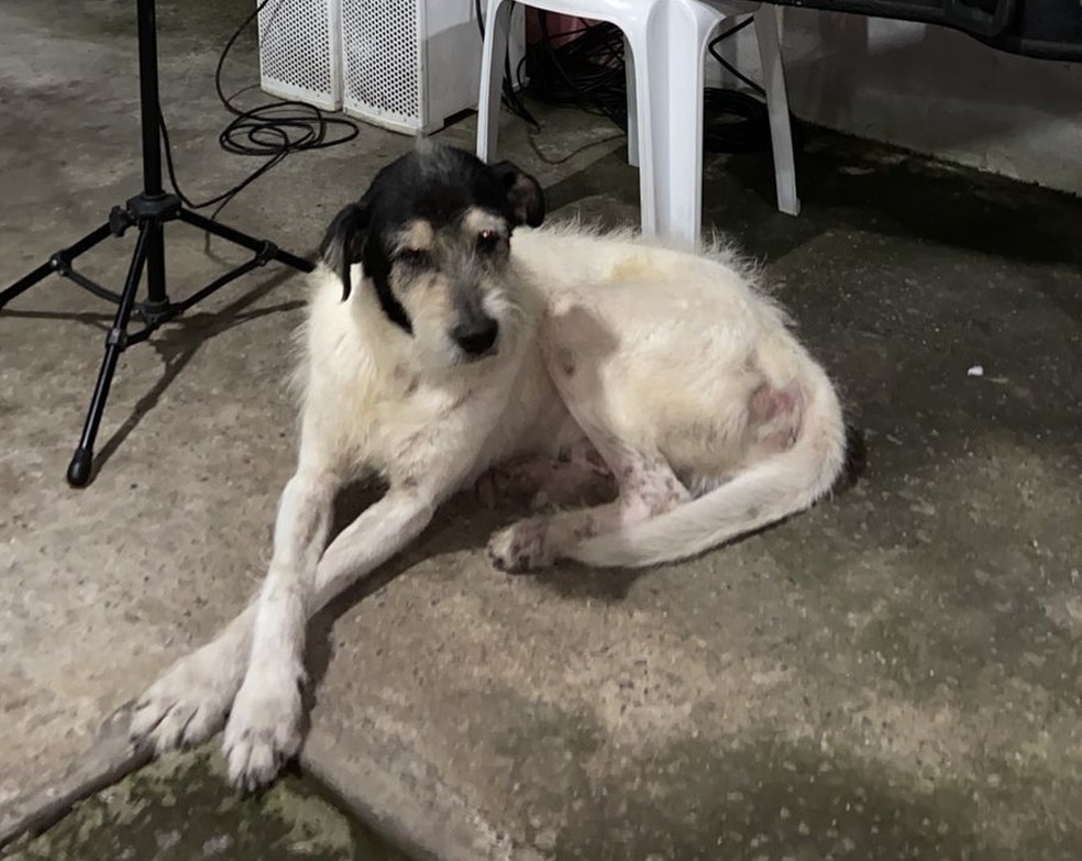 O cachorro 'Grandão', atropelado na Zona Leste de São Paulo. — Foto: Acervo pessoal 