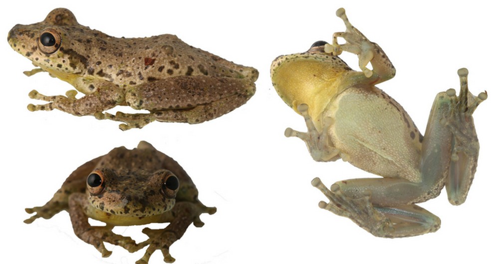 Scinax caprarius: rã descoberta na Colômbia coaxa com som semelhante ao de uma cabra (Foto: Divulgação/Ministério do Meio Ambiente da Colômbia)