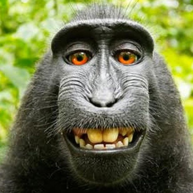 Selfie de macaco vira alvo de disputa sobre direitos autorais