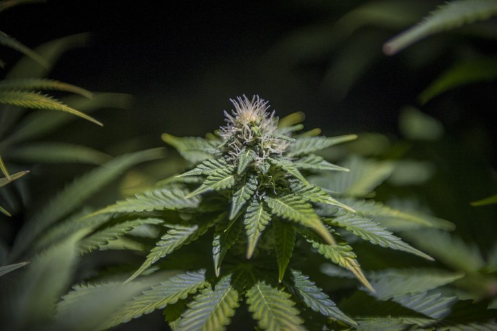 The detail of a marijuana plant (Foto: Getty Images/iStockphoto)