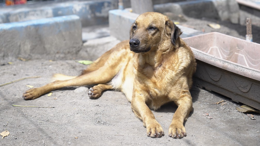 Segundo protetores, vira-latas e cães com características comuns são menos adotados — Foto: Affonso Andrade/ G1
