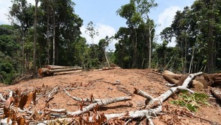 Thelma Krug: América Latina e Brasil estão entre as regiões mais vulneráveis à mudança climática, diz ex-vice-presidente do IPCC