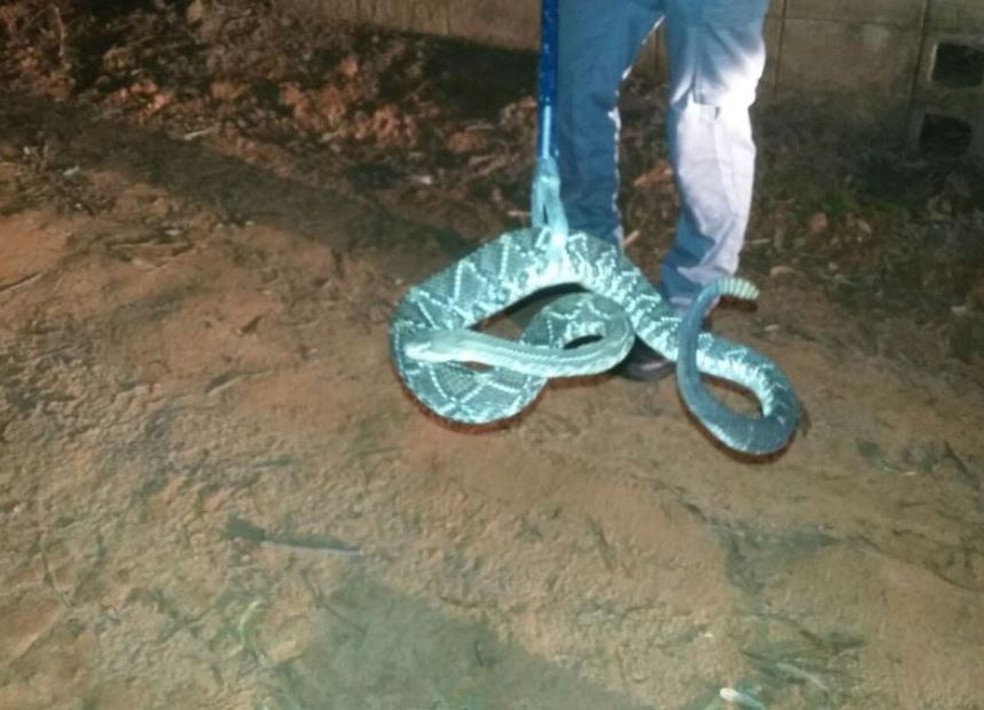 Cascavel foi capturada pelos bombeiros em Marília (Foto: Divulgação/Corpo de Bombeiros)