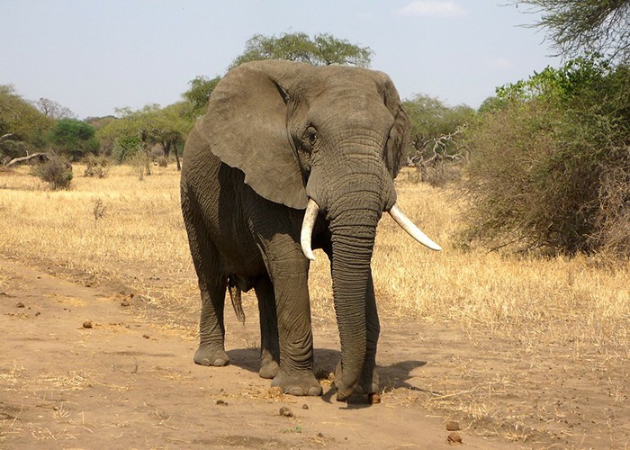 O elefante africano está ameaçado de extinção  (Foto: Pixabay)
