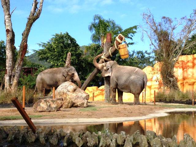 Os shows e o zoológico do Beto Carrero World