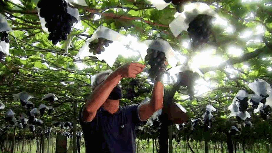 Marialva: a capital da uva fina; conheça produtores da região que tiram seu sustento dessa atividade