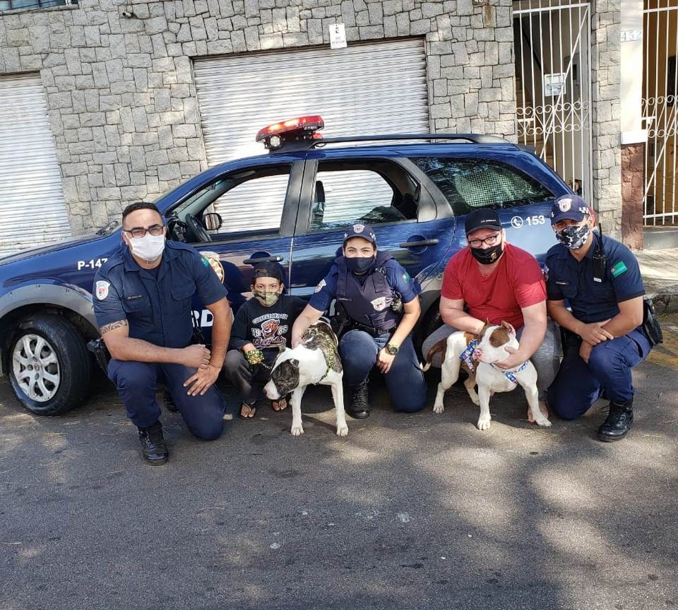 Casal de pit bulls &eacute; resgatado ap&oacute;s cair dentro de c&oacute;rrego em Jundia&iacute; &mdash; Foto: Divulga&ccedil;&atilde;o/Guarda Municipal