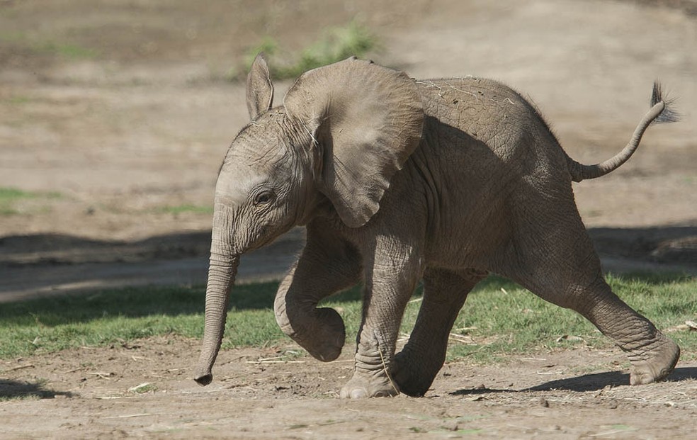 Filhote de elefante africano — Foto: San Diego Zoo / Tammy Spratt/AFP 