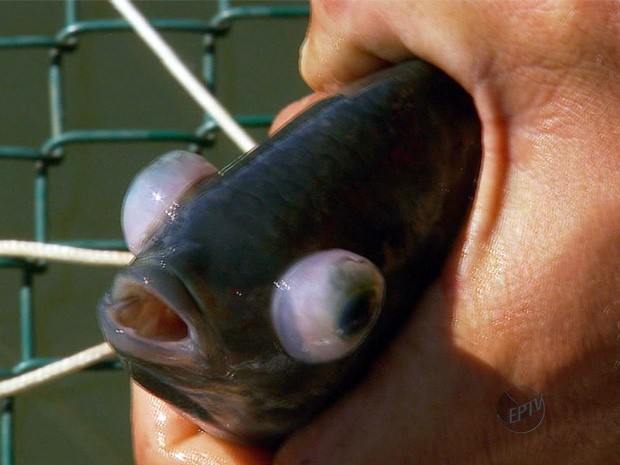 Falta de oxigênio provoca mortandade de peixes em Furnas (Foto: Reprodução EPTV)