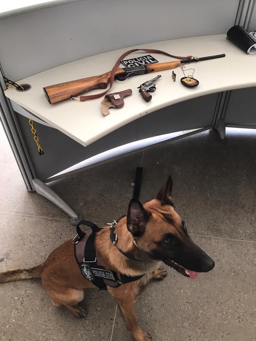 Cão farejador Ragnar ajudou policiais a localizarem armas em residêndia  — Foto: Polícia Civil/ Divulgação