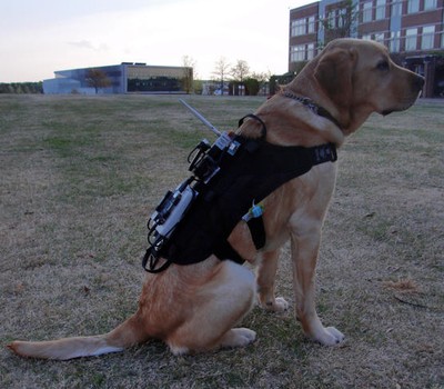 Cão com mochila (Foto: Universidade da Carolina do Norte/Divulgação)
