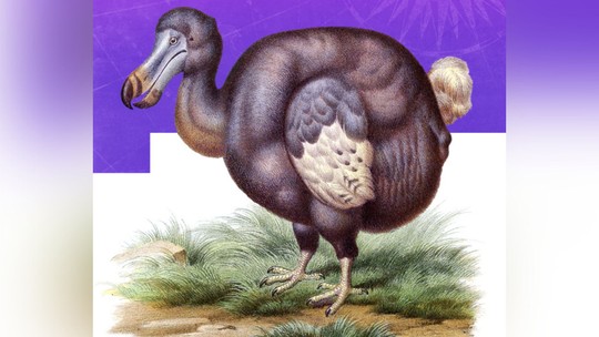 Pássaro dodô: conheça a espécie extinta que empresa deseja "reviver"