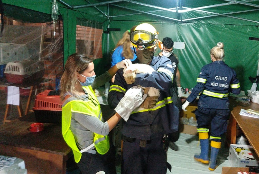 Hospital de campanha foi montado para atender animais após enxurrada em Presidente Getúlio — Foto: CRMV-SC/Divulgação
