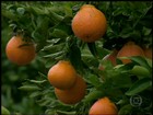 Em MG, agricultores apostam em variedade diferente de tangerina