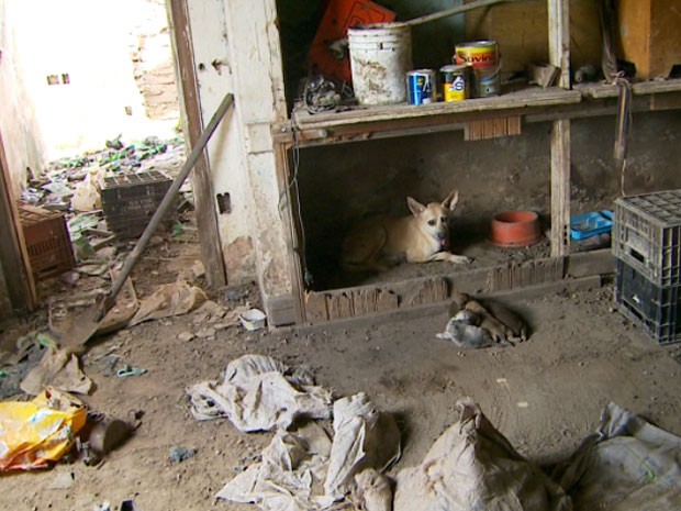 Polícia Civil encontra criadouro clandestino de animais em sítio em Campinas  (Foto: Reprodução EPTV)