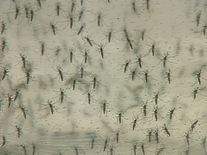 Mosquito transmissor da dengue (Foto: Paulo Chiari/EPTV)