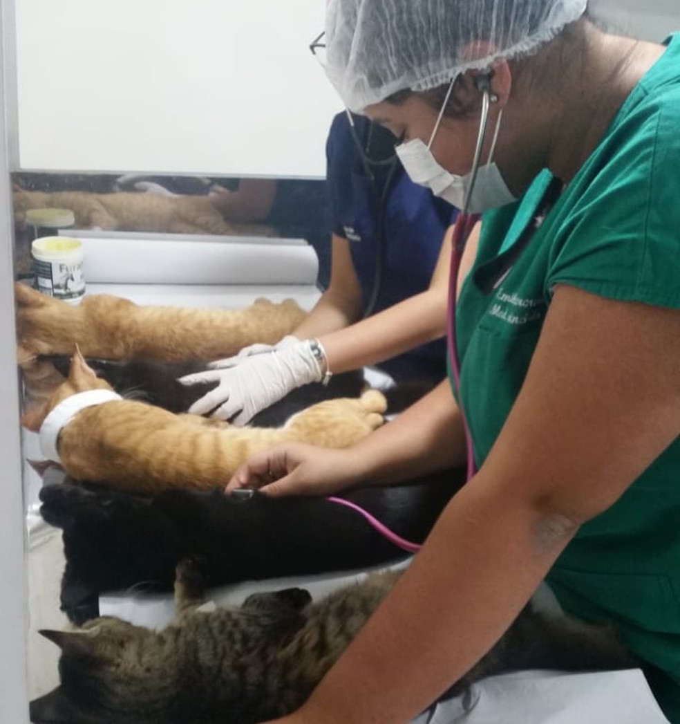 A Ãºltima aÃ§Ã£o atendeu 108 gatos no Centro de Zoonoses de Natal â Foto: DivulgaÃ§Ã£o