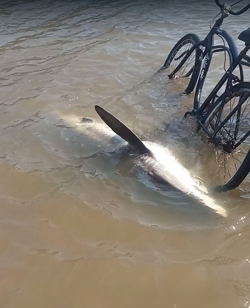 Banhistas fizeram barreira para tentar 'orientar' tubarão em Itanhaém, SP — Foto: Reprodução