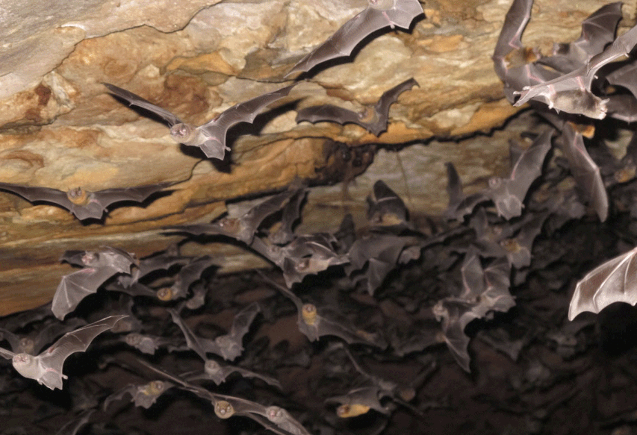 Morcegos Pteronotus gymnonotus na caverna Meu Rei, Parque Nacional do Catimbau.