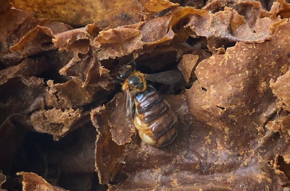 Rainha em colmeia das abelhas sem ferrão no meliponário da Ufba — Foto: Meliponário Ufba/ Divulgação