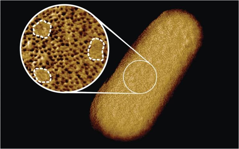 Imagem nítida da bactéria E. coli viva é uma das mais nítidas já feitas (Foto: Benn et al. UCL)