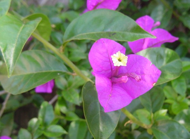 Tipos de bougainville: conheça as principais espécies de primavera - Casa e  Jardim | Flores