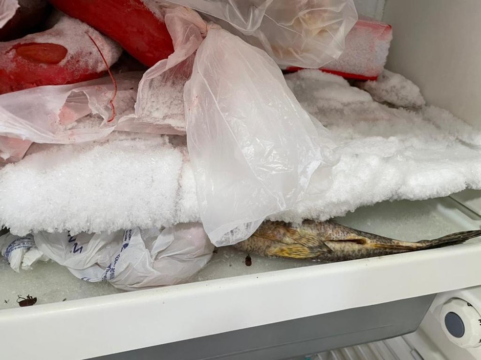Produtos estavam acondicionados em geladeiras e freezers em precárias condições de higiene — Foto: Polícia Ambiental / Divulgação