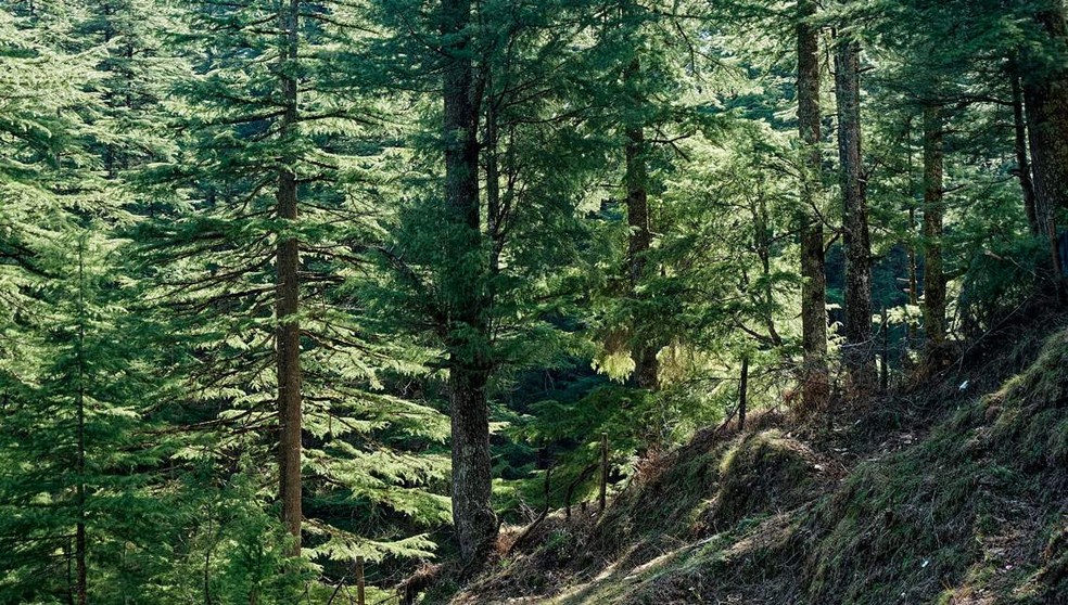 O cedro-do-himalaia, outra espécie examinada, cresce entre 3 mil e 5 mil metros de altitude — Foto: Satish Parashar / Divulgação