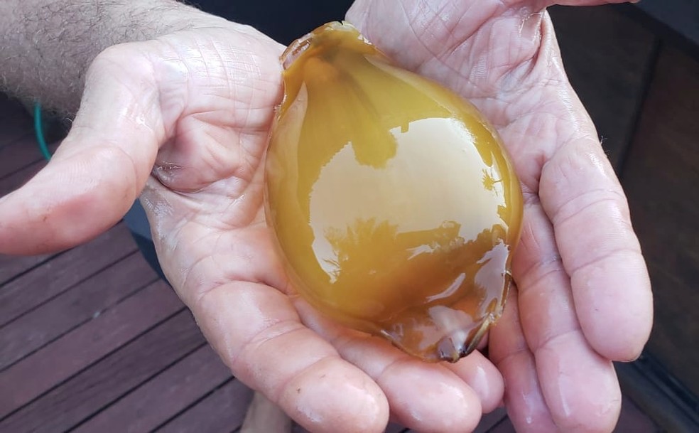 Pesquisador afirma que o 'ovo' é fresco — Foto: Ana Clara Marinho/TV Globo