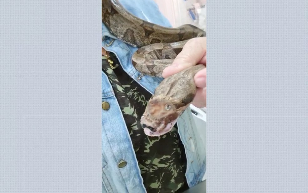 Jiboia levou pauladas na cabeça e foi resgatada por morador de sítio, em Barretos, SP — Foto: Arquivo Pessoal