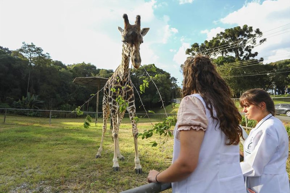 Girafa Pandinha completaria 33 anos em maio deste ano — Foto: Daniel Castellano / SMCS