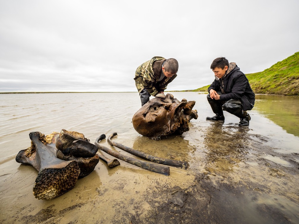 Cientistas com ossos de mamute no lago Pechevalavato, na Rússia — Foto: Divulgação/Governo de Yamalo-Nenets