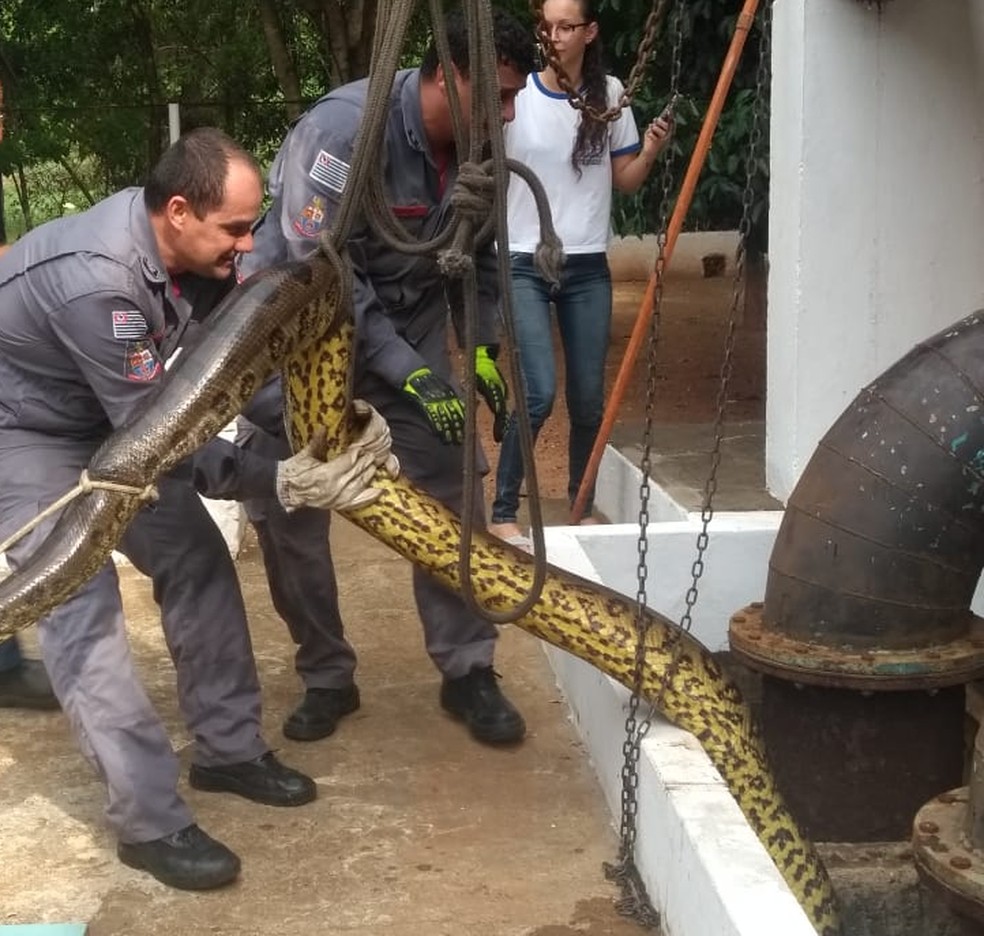 Cobra Sucuri Com Cerca De 6 Metros E Resgatada De Area De Captacao De Agua Em Penapolis Sao Jose Do Rio Preto E Aracatuba G1