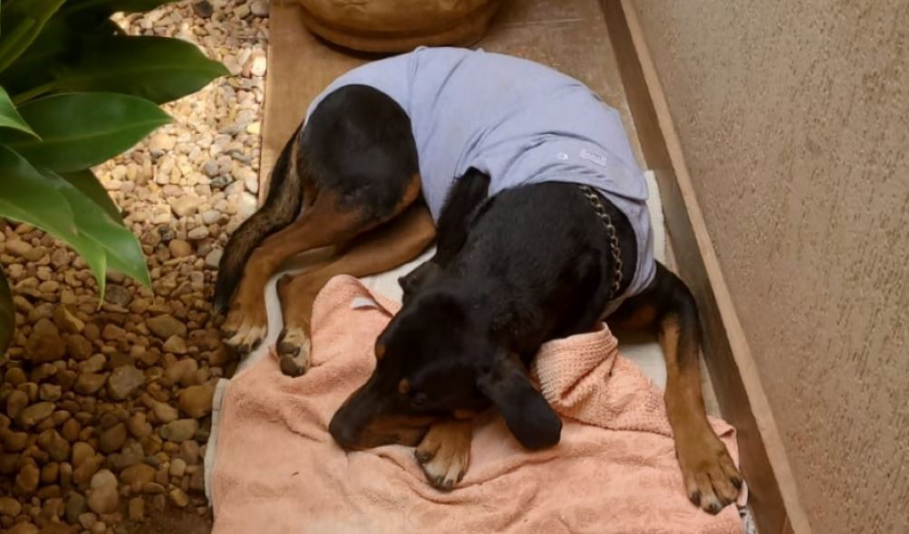 Cachorro é esfaqueado durante furto a empresa de equipamentos agrícolas em Sertãozinho, SP