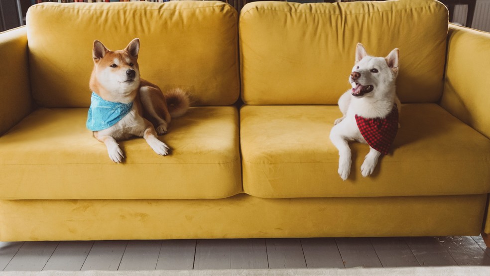 Qual o tipo de sofá ideal para quem tem pets? | Casa e Conforto | O Globo