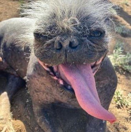 Após uma pausa de dois anos devido à pandemia do COVID-19, a competição retornou em 2022 e nomeou o Mr. Happy Face como o cão mais feio do mundo
