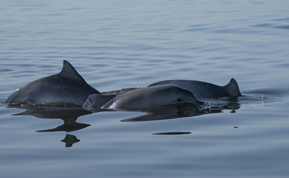 Grupo de golfinhos são vistos na baía de Guanabara, no Rio de Janeiro — Foto: Silvia Izquierdo/AP